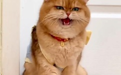 橘梨纱第三部番号